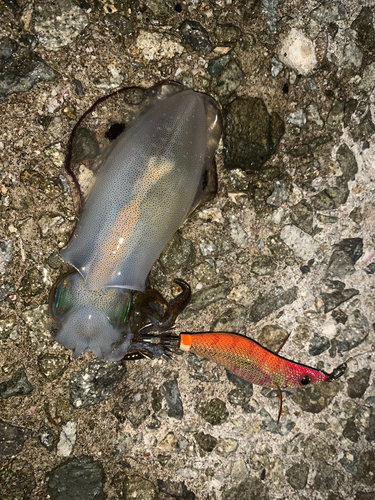 アオリイカの釣果