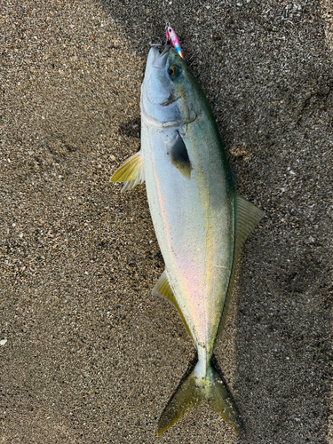 ハマチの釣果