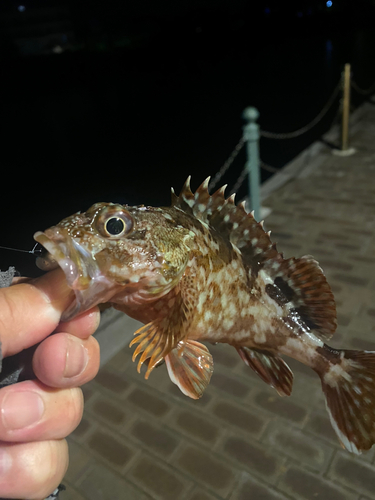 カサゴの釣果