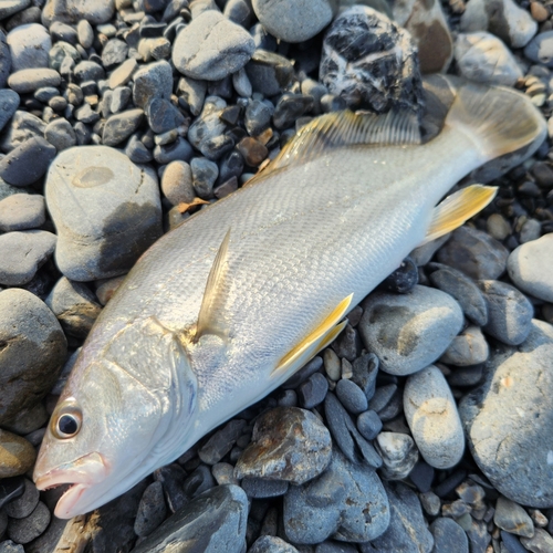 オオニベの釣果