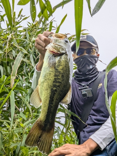 ラージマウスバスの釣果