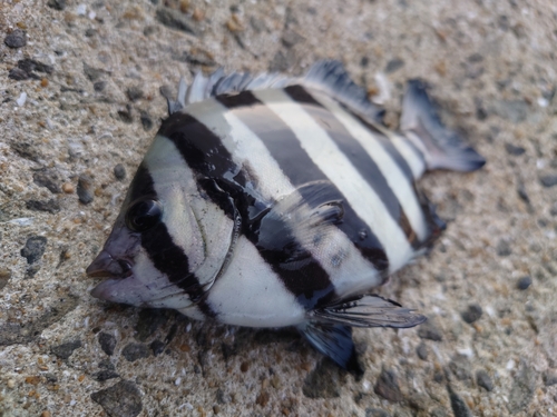 イシダイの釣果