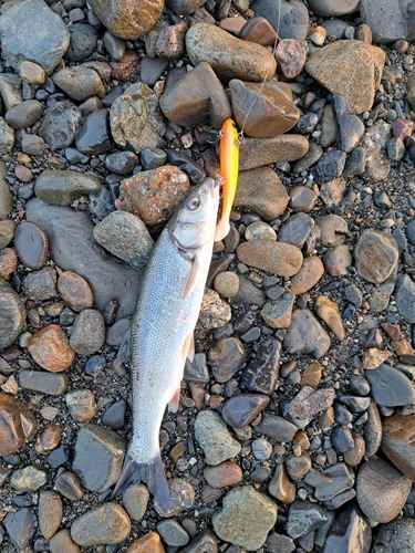 ウグイの釣果