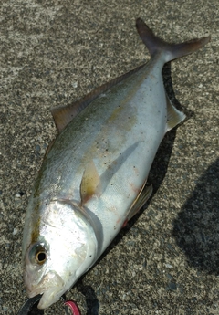 ショゴの釣果