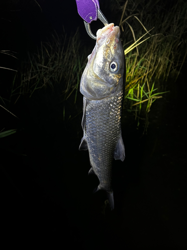 ニゴイの釣果