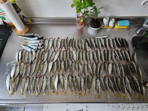 アジの釣果