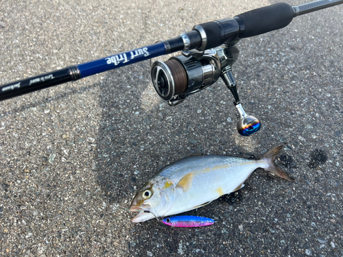 ショゴの釣果