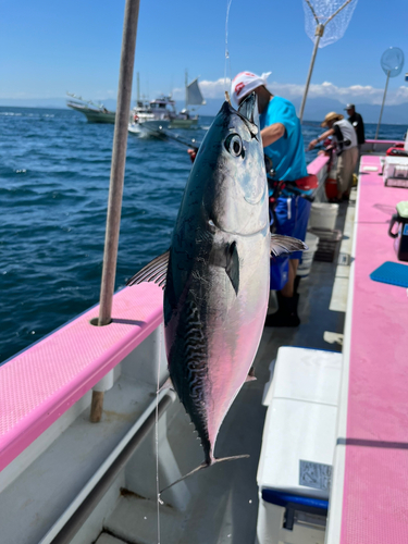 カツオの釣果