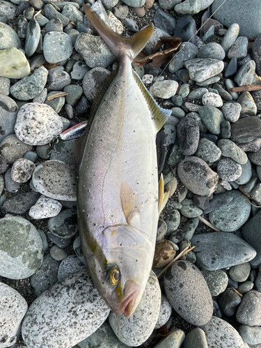 ショゴの釣果