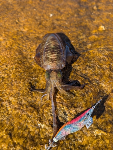 アオリイカの釣果