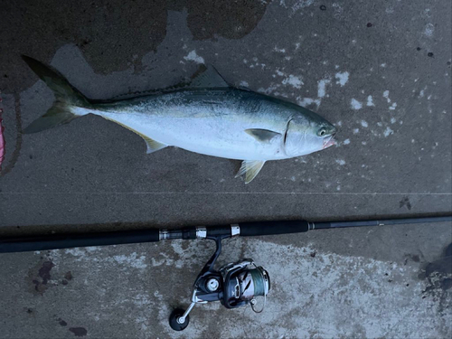 イナダの釣果