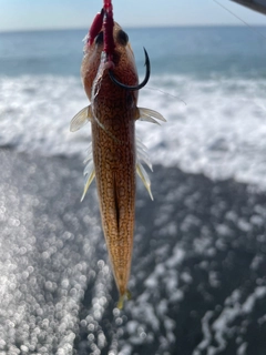 エソの釣果