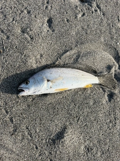 ニベの釣果