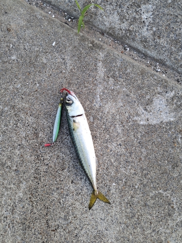 サバの釣果