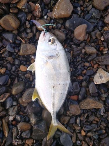 メッキの釣果