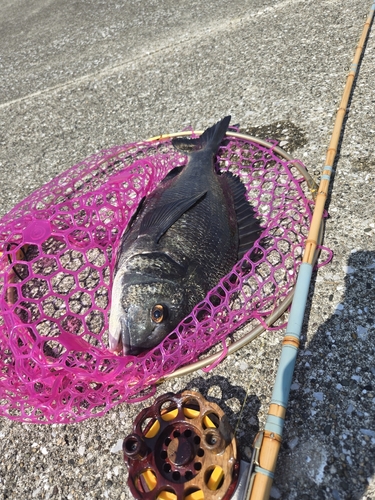 釣果