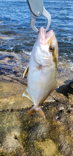 ショゴの釣果