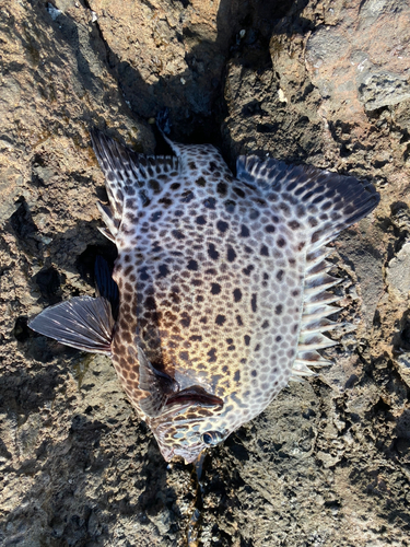 イシガキダイの釣果