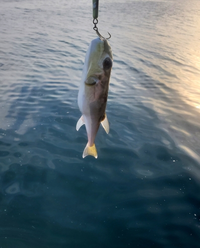 シロサバフグの釣果