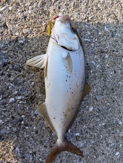 ネリゴの釣果