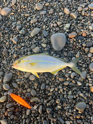 シオの釣果