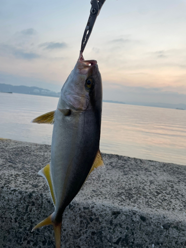 ネリゴの釣果