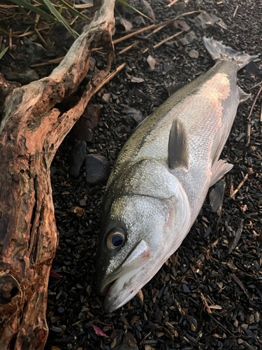 スズキの釣果