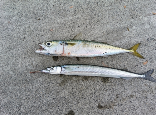 サバの釣果