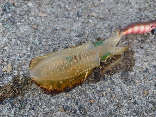 アオリイカの釣果