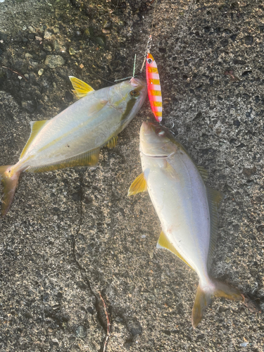 ショゴの釣果