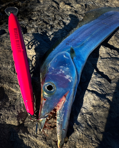 タチウオの釣果