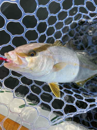 ショゴの釣果