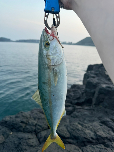 ブリの釣果