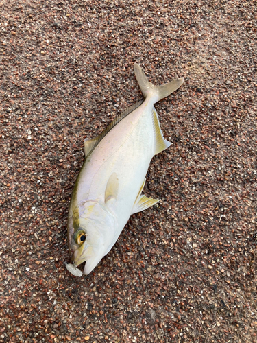 ショゴの釣果