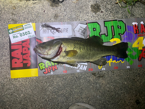 ブラックバスの釣果