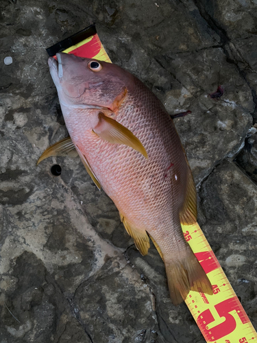 シブダイの釣果