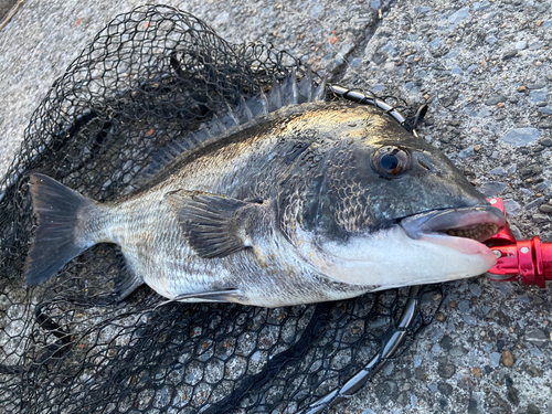 クロダイの釣果