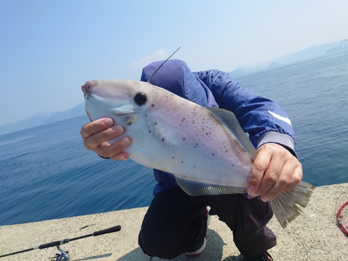 ウスバハギの釣果