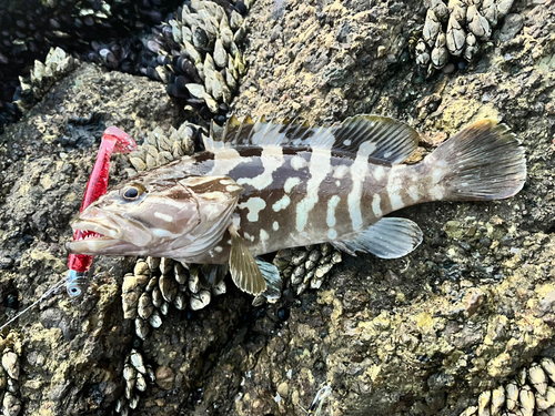 クエの釣果