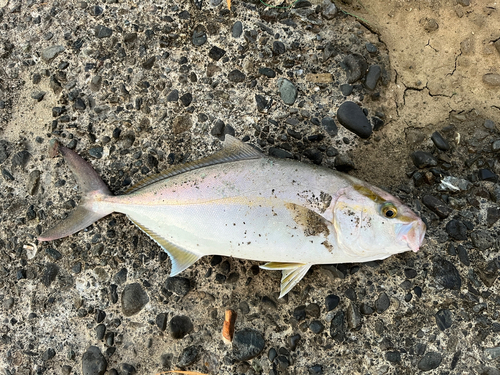 ショゴの釣果