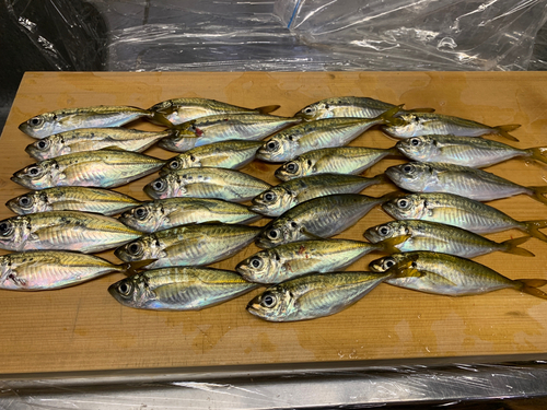 アジの釣果