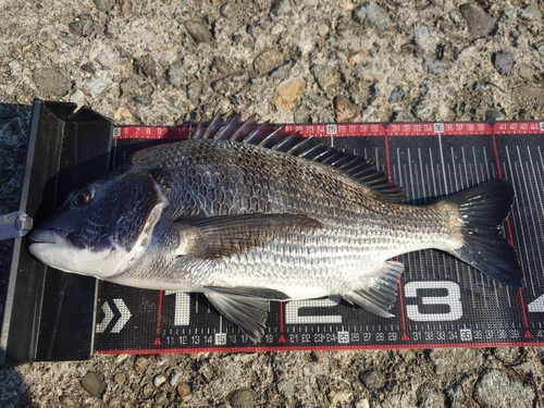 クロダイの釣果