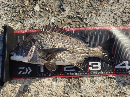 クロダイの釣果