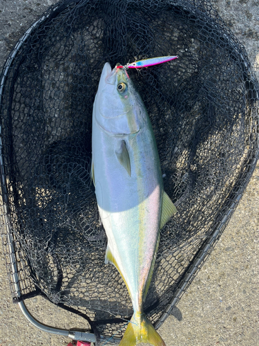 イナダの釣果