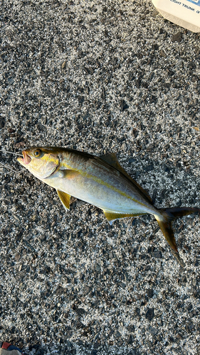 ネリゴの釣果