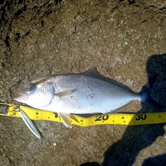 ショゴの釣果