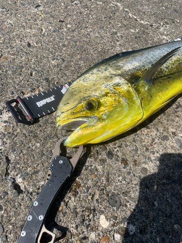 シイラの釣果