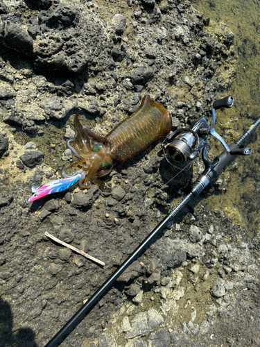 アオリイカの釣果