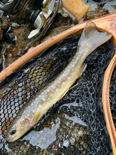 イワナの釣果