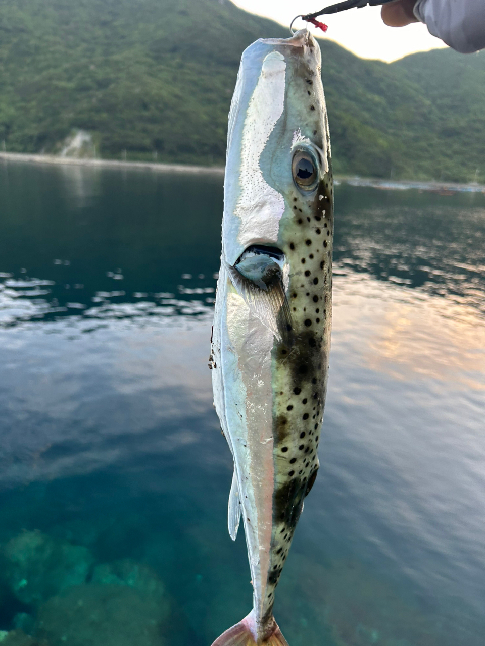 オオモンハタ